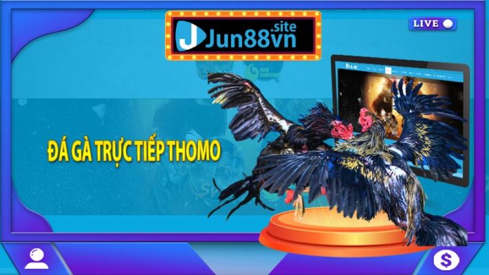 Đá Gà Trực Tiếp Thomo