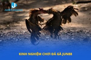 Kinh nghiệm chơi đá gà jun88 luôn thắng 